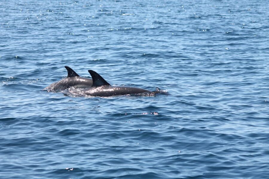 Portimão: 2-Hour Dolphin Watching Boat Tour - Where You Start in Portimão, and Why It Matters