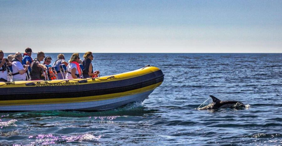Portimão: 2-Hour Dolphin Watching Boat Tour - Benagil Caves From the Water: Why This Stop Hits