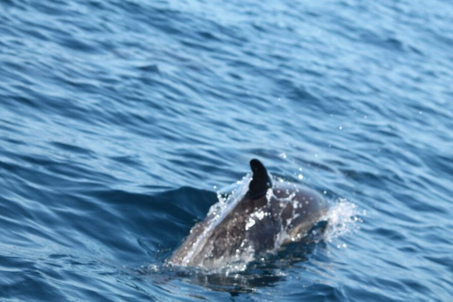 Portimão: 2-Hour Dolphin Watching Boat Tour - Price and Value: Is $53 Fair for What You Get?