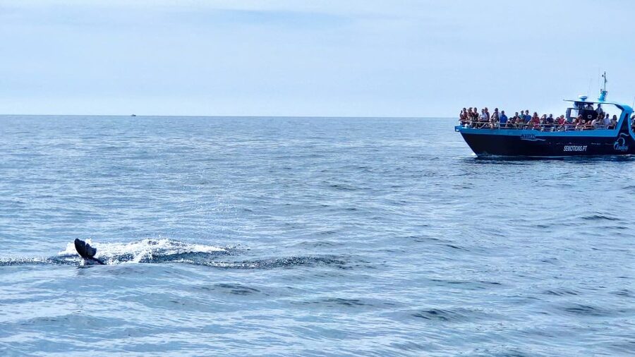 Portimão: Benagil Caves & Dolphins Watching with Biologist - Algar de Benagil and the Quick Cave Window From the Boat