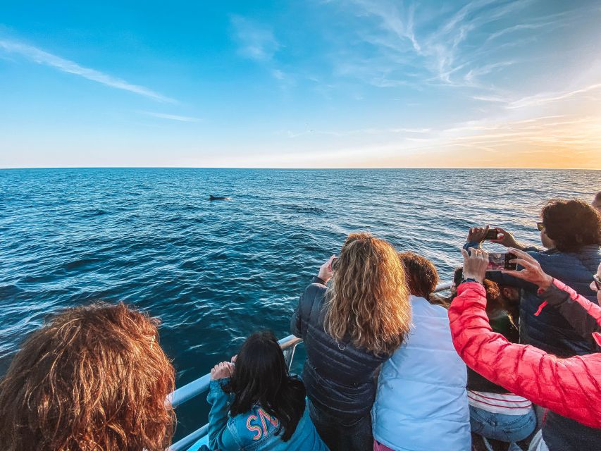 Portimão: Benagil Caves & Dolphins Watching with Biologist - Who Should Book This and Who Might Prefer Another Option