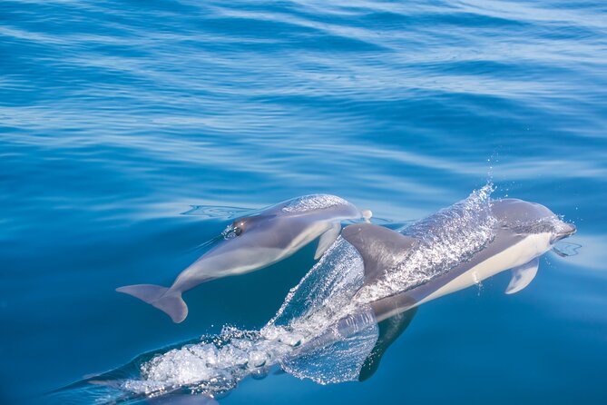 Portimão:Embark on Nature•Benagil and Dolphins•Biologist on board - The swim stop: when it happens and what to plan for