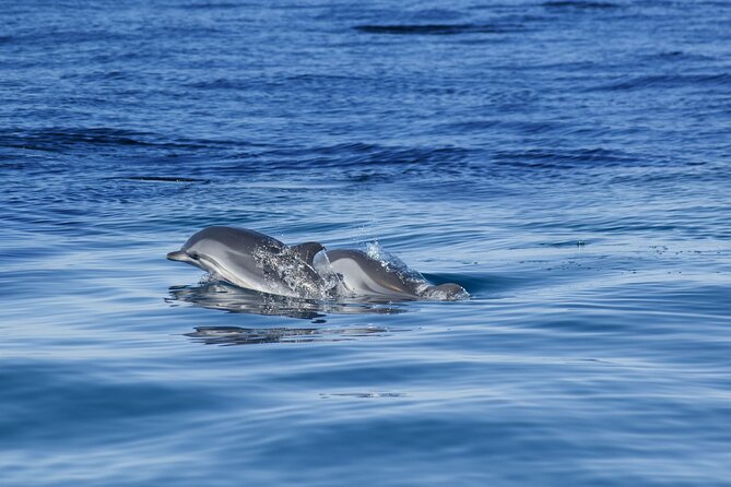 Portimão:Embark on Nature•Benagil and Dolphins•Biologist on board - Who should book this boat tour, and who might not love it