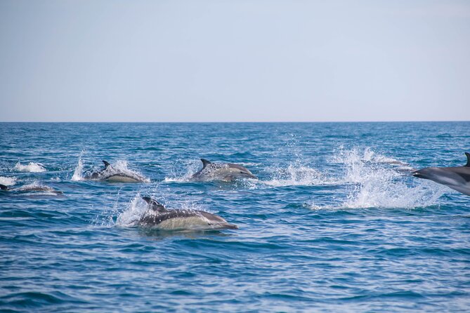 Portimão:Embark on Nature•Benagil and Dolphins•Biologist on board - The marine biologist guide: what you learn while the crew searches