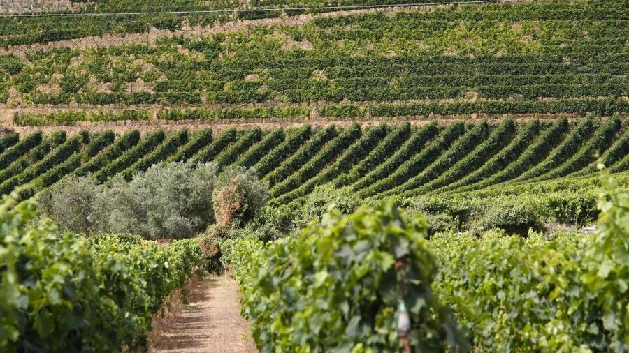 Porto: Douro Valley Tour at 2 Wineries with Lunch and Cruise - What you actually taste: Port, DOC Douro, and the pairing logic