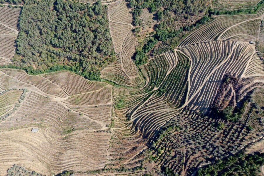 Porto: Douro Valley Tour w/ 3 Tastings, Lunch, & Opt. Cruise - Key things that make this Douro day click