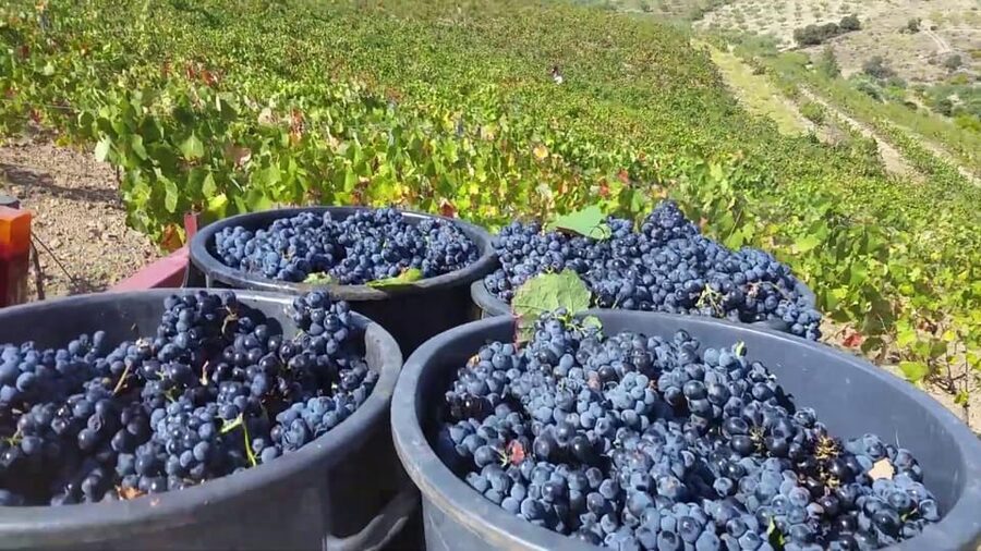 Porto: Douro Valley Tour with 2 Wineries, Lunch and Cruise - Cais do Pinhão and the Douro River Cruise, Plus Weather Reality