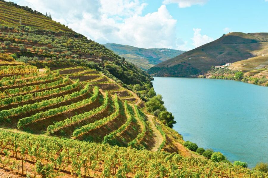 Porto: Douro Valley Tour with Wine Tasting, Cruise and Lunch - Winery Stop 2: more wine and port, plus a good chance to compare