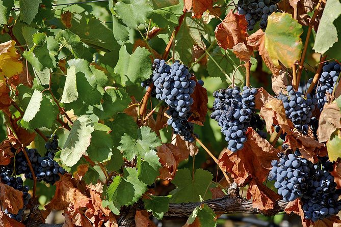 Porto: Douro Valley Wine Tour Including Lunch - The second winery experience: an 18th-century adega and a Port-heavy tasting
