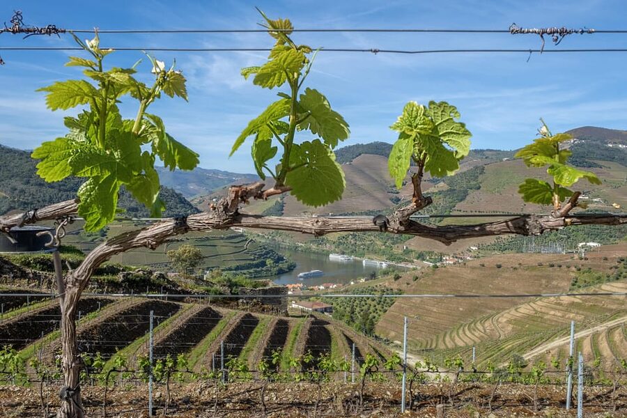 Porto: Douro Valley Wine Tour with a Sommelier & Boat Trip - Small group (max 8): why it matters on a 10-hour wine day