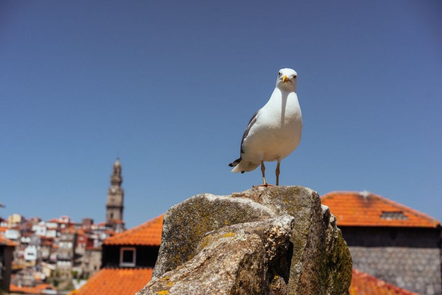 Porto: Harry Potter’s Inspiration Tour - Key highlights you will actually use