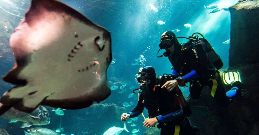 Porto Moniz: Diving with Sharks and Rays in Madeira Aquarium - Key things I’d focus on before you go
