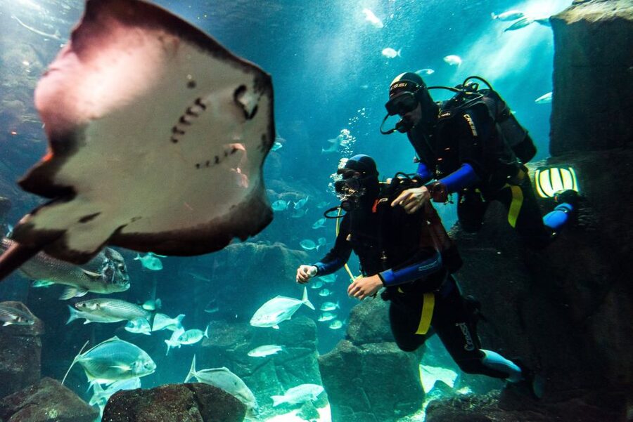 Porto Moniz: Diving with Sharks and Rays in Madeira Aquarium - Aquário da Madeira in Porto Moniz, with the best kind of close-up