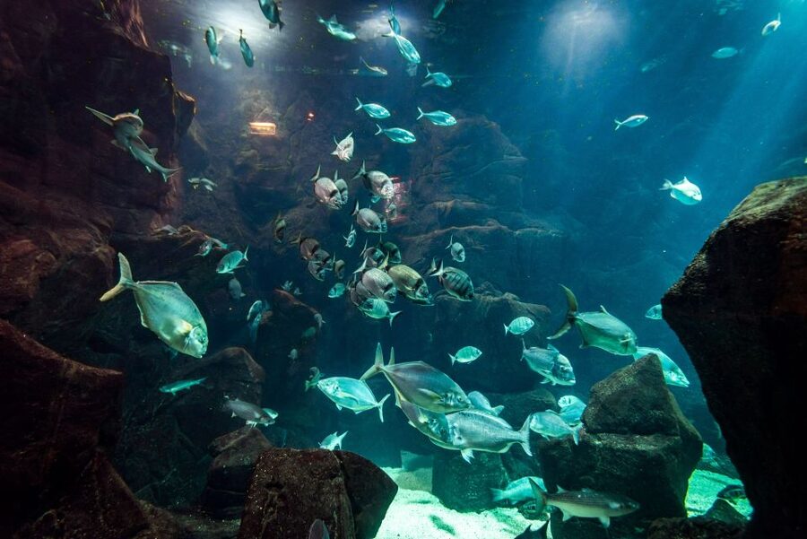 Porto Moniz: Diving with Sharks and Rays in Madeira Aquarium - The natural pool warm-up, why it changes everything