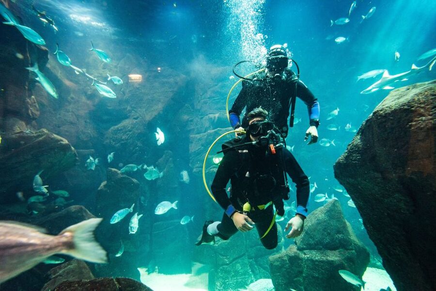 Porto Moniz: Diving with Sharks and Rays in Madeira Aquarium - Equipment and instruction that lets you go without certification
