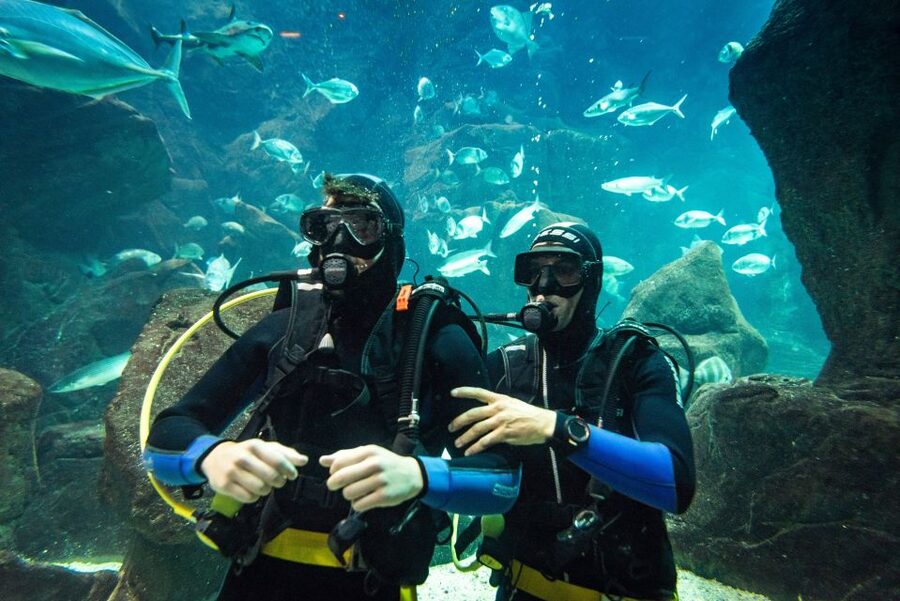 Porto Moniz: Diving with Sharks and Rays in Madeira Aquarium - Your 3-hour flow, from the visitor center to the main tank