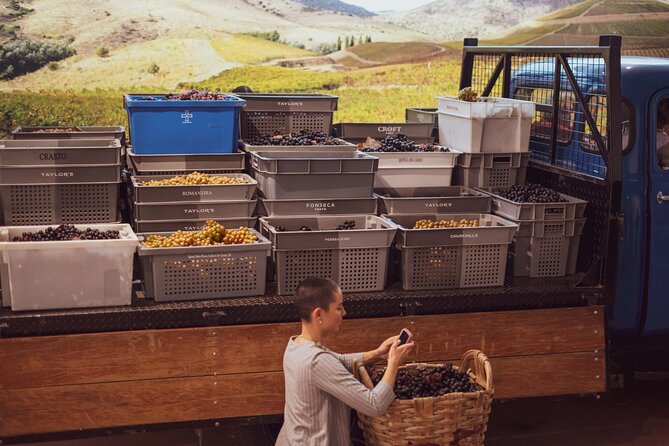 Porto: Wine Experience Museum with 3 Wine Tastings - Your 90-minute timeline, grape to glass then tasting