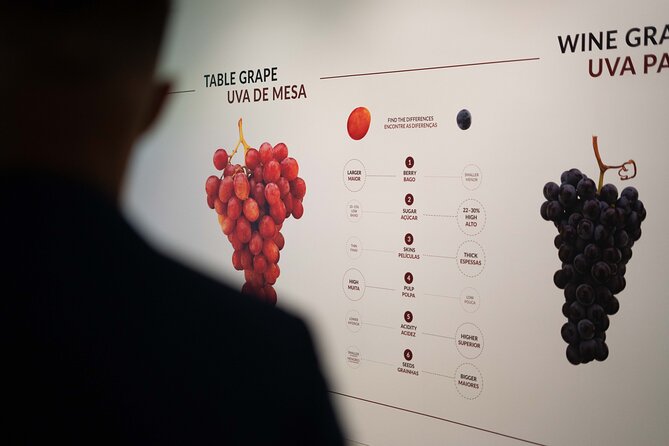 Porto: Wine Experience Museum with 3 Wine Tastings - How the guided tasting builds on what you just learned
