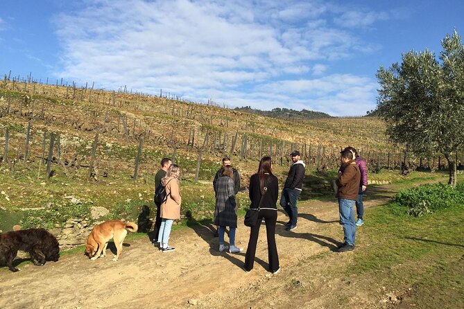 Premium Douro Valley Small-Group Tour, Wine Tasting, Lunch & Boat - The Morning Drive: Where the Day Sets Its Tone