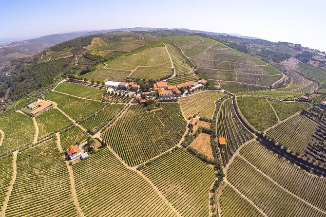 Premium Private Douro Tour: 3 Wineries with Tastings & Lunch - Quinta Seara d’Ordens: the river-road drive, olive oil, and the Port finale