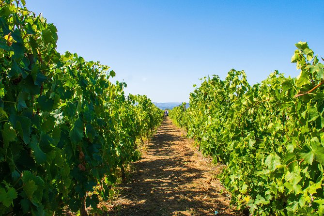 Premium Private Douro Tour: 3 Wineries with Tastings & Lunch - Quinta de Avessada: the Moscatel opener in Favaios