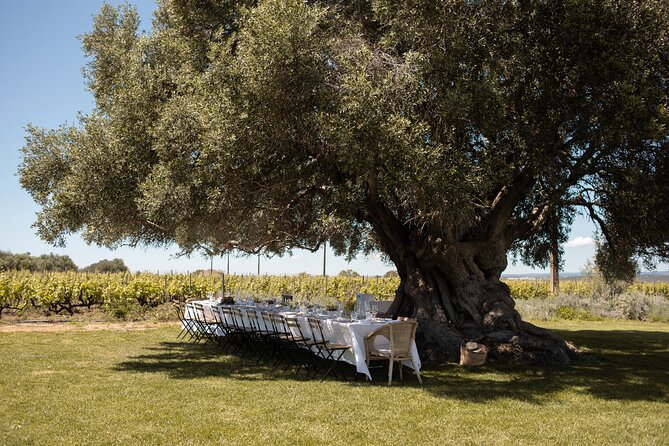 Premium Vineyard Tour & Tasting - Your one stop itinerary: from vines to a guided tasting flow