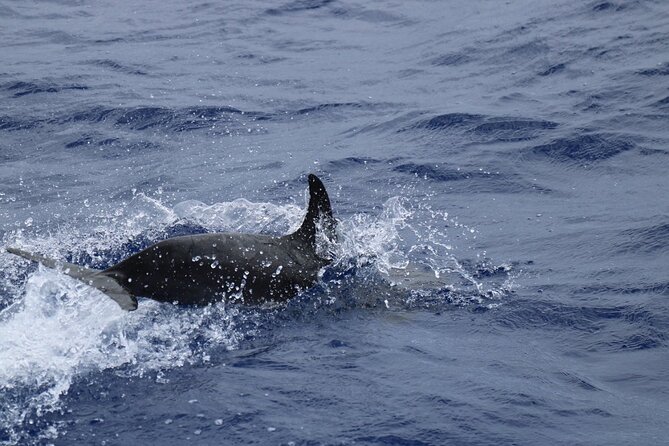 Private Dolphin and Whale Watching Tour in Madeira - What happens on board before you even reach the marine life