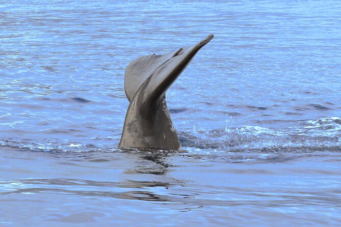 Private Dolphin and Whale Watching Tour in Madeira - Stop 2, Madeira Islands: the search for whales and dolphins