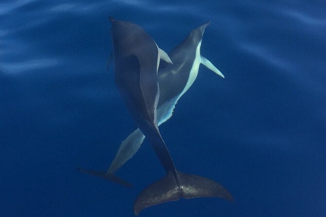 Private Dolphin and Whale Watching Tour in Madeira - Snorkeling and swimming break, plus the comfort details that matter