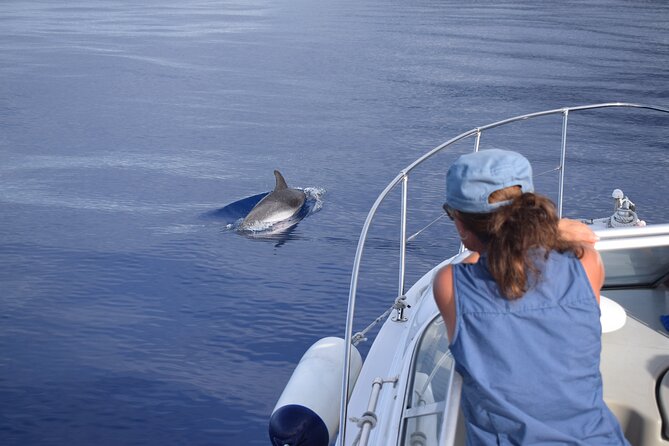 Private Dolphin and Whale Watching Tour in Madeira - Sunset departures: snorkeling and sparkling wine, no whale watching