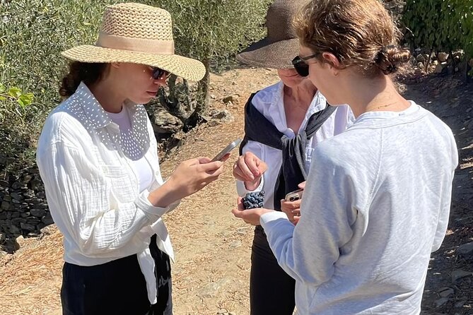 Private Douro 4x4 Adventure from Porto with Deluxe Pic nic - Quinta Seara d’Ordens: winery visit with port and wine tasting
