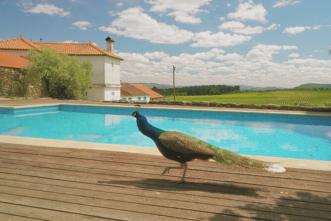 Private Douro Valley Tour with Lunch & Wines - A family winery cellar in Celeiros: Douro reds and Port, not just one style
