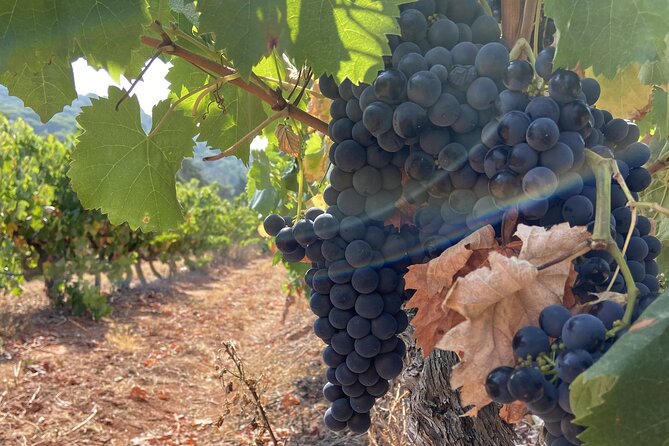 Private Full-Day Wine Tour from Lisbon with Tastings - Jose Maria de Fonseca: a family wine story since 1834