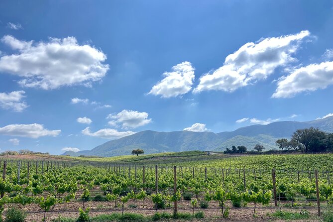 Private Full-Day Wine Tour from Lisbon with Tastings - Transport, pacing, and comfort in a private day trip