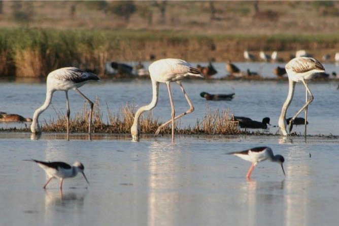 Private Half-Day Boat Tour in Ria Formosa from Faro - The return to Faro: why tides change what you see