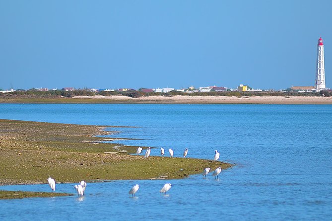 Private Ria Formosa Natural Park Boat Cruise from Faro - Stop 2: Ilha do Farol free time (how to use 45 minutes well)