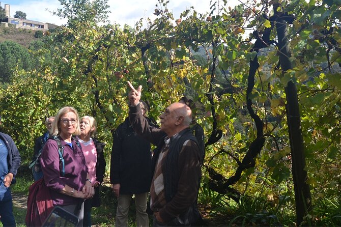 Private Vinho Verde Region Wine Tour from Porto Including Lunch - Key highlights worth clearing your calendar for