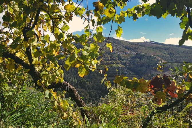 Private Vinho Verde Region Wine Tour from Porto Including Lunch - Celorico de Basto area winery time, from vine walk to tasting