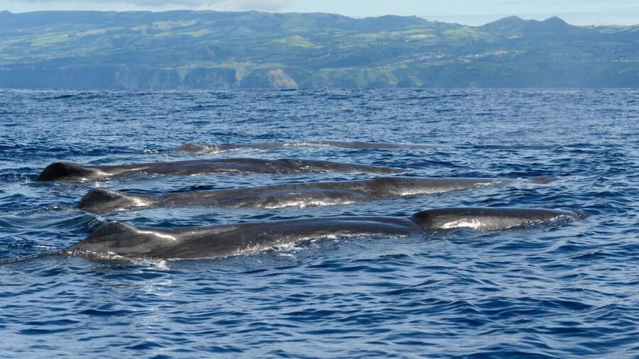 Rabo de Peixe: Sperm Whale Sanctuary Expedition - What to bring, what not to bring, and how to dress smart