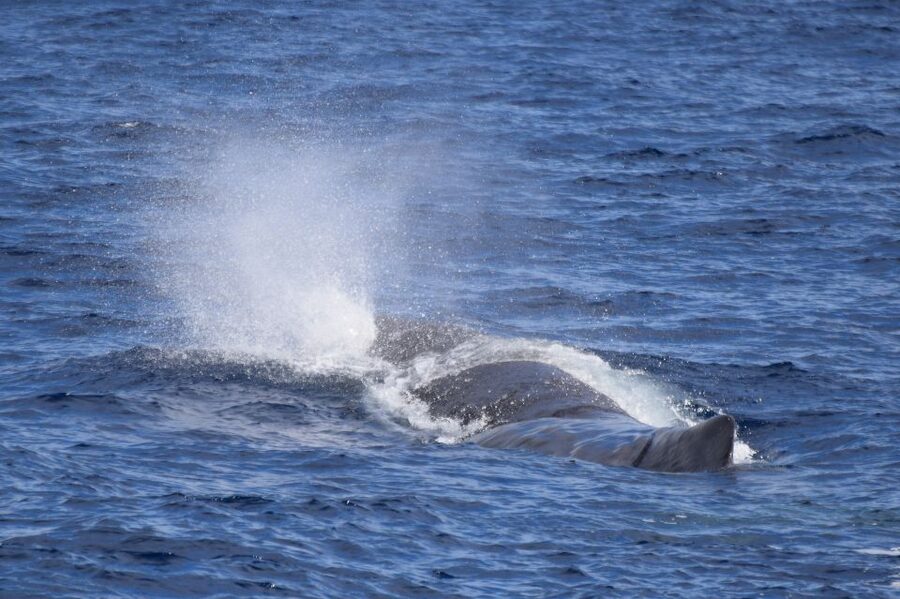 Rabo de Peixe: Sperm Whale Sanctuary Expedition - Why sperm whales, and why the Azores part matters