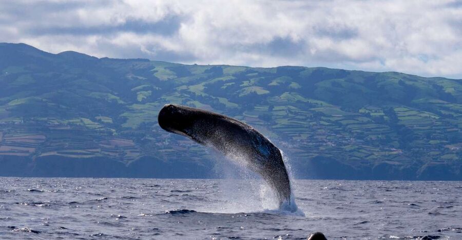 Rabo de Peixe: Sperm Whale Sanctuary Expedition - The 3-hour on-water search: coastline first, then the sanctuary