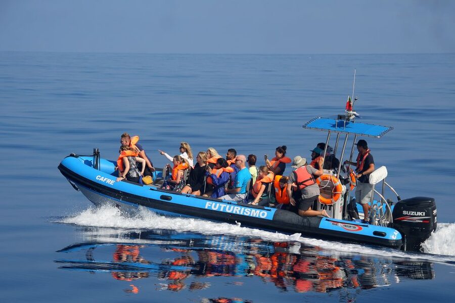 Rabo de Peixe: Sperm Whale Sanctuary Expedition - What you learn from marine biologists during the expedition