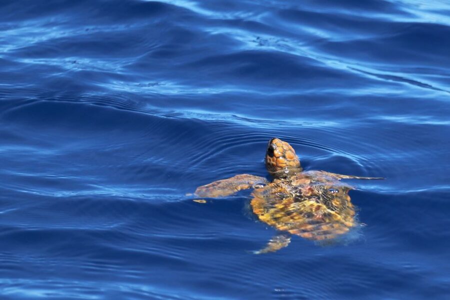 Rabo de Peixe: Sperm Whale Sanctuary Expedition - Respect on the water: how this tour keeps the focus on the animals