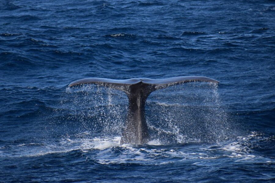 Rabo de Peixe: Sperm Whale Sanctuary Expedition - Dolphins and extra wildlife: why the odds feel better than you think