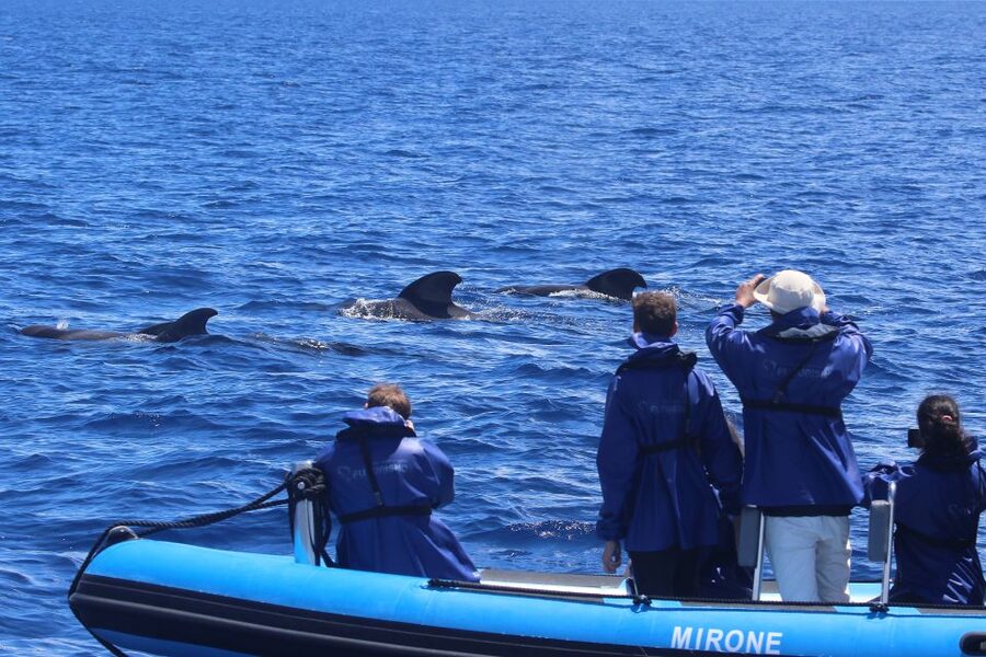Rabo de Peixe: Sperm Whale Sanctuary Expedition - Price and value: is $82 a fair deal?