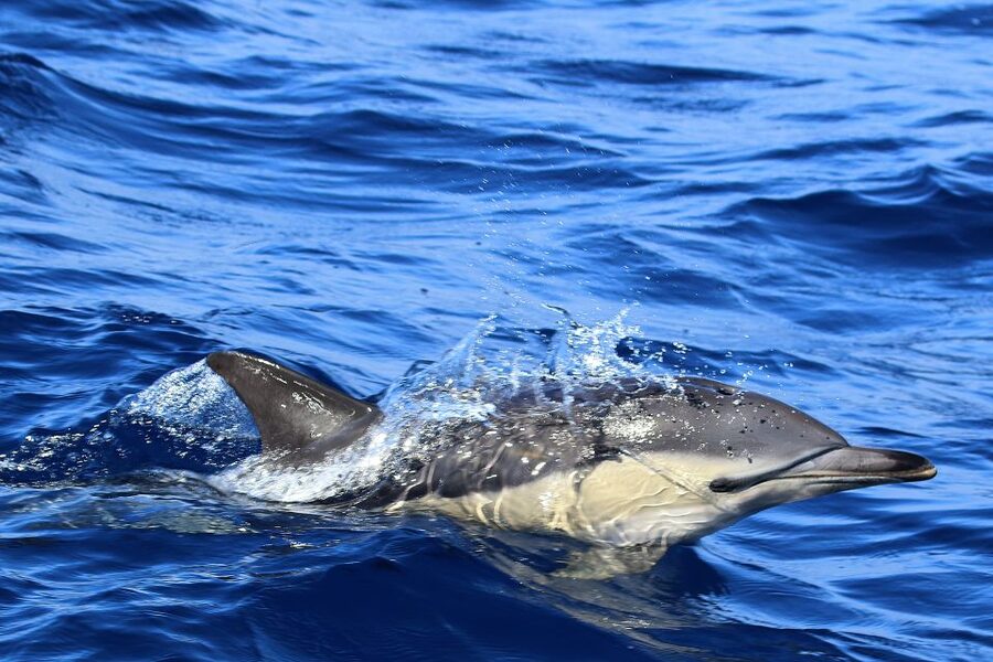 Rabo de Peixe: Sperm Whale Sanctuary Expedition - Timing, delays, and weather: the two things you must respect