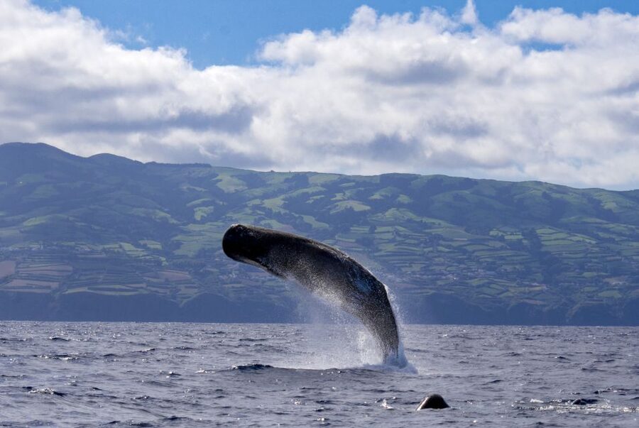 Rabo de Peixe: Sperm Whale Sanctuary Expedition - Meeting at Clube Naval Rabo de Peixe: briefing, safety, and expectations
