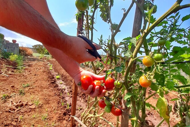 "Re-Canto" Farm-to-Table with Stunning Views at Madeira - Re-Canto Food Experiences, the farm tour part that actually matters