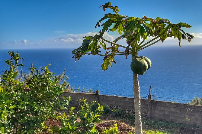 "Re-Canto" Farm-to-Table with Stunning Views at Madeira - The 4-course Madeiran menu, with espetada as the main act