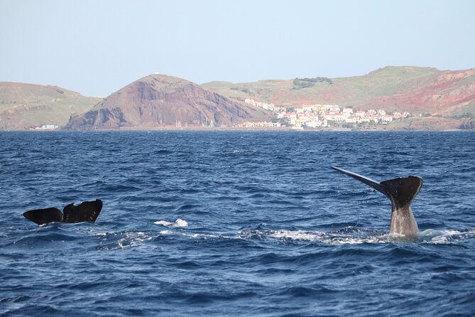 Responsible Whales and/or Dolphins Watching Tour - Key Highlights You Should Know